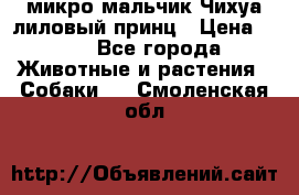 микро мальчик Чихуа лиловый принц › Цена ­ 90 - Все города Животные и растения » Собаки   . Смоленская обл.